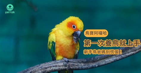 好養的鳥|第一次養鳥就上手！各種鸚鵡特點怎麼選？獸醫師：新。